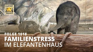 Bulleninnen  Küheaußen Folge 1018  Elefant Tiger amp Co  MDR [upl. by Lucier]