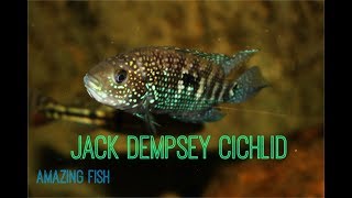 Jack Dempsey Cichlid Amazing Fish [upl. by Catie]