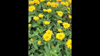 False Sunflower Heliopsis helianthoides perennials kyperennials [upl. by Arron311]