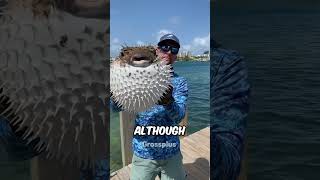 Puffer fish shorts science [upl. by Wayne645]