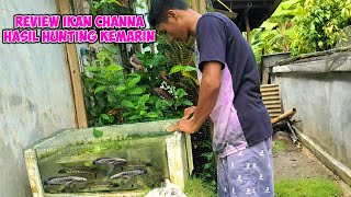 review ikan Channa hasil berburu kemarin [upl. by Ibbed128]