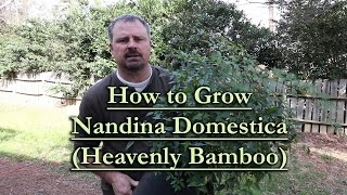 How to grow Nandina Domestica Heavenly Bamboo [upl. by Talmud]