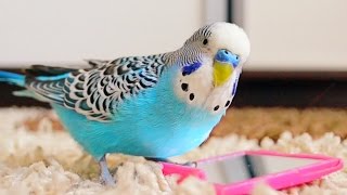 Budgie singing to mirror  Parakeet Sounds [upl. by Hyrup]