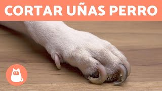 ¿Cómo cortar las uñas de tu perro en casa 🐶 PASO A PASO CON TRUCOS [upl. by Aisitel]