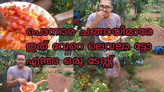 ചാമ്പക്ക മസാല  ചാമ്പക്ക ഇതു പോലെ തിന്നിട്ടുണ്ടോ എന്താ ഒരു ടേസ്റ്റ്muthus kitchen techs [upl. by Amlez]