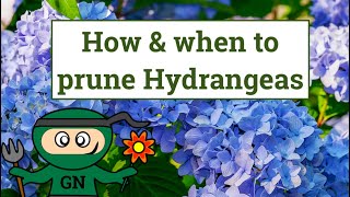 How and when to prune Hydrangeas [upl. by Vi]