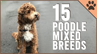 15 Poodle Mix Breeds That Will Melt Your Heart [upl. by Peednam]