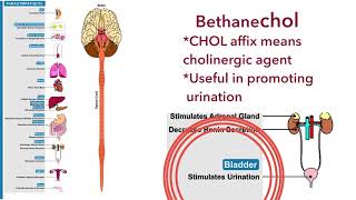 Bethanechol and pilocarpine Direct acting cholinergic agonists [upl. by Aihsele]