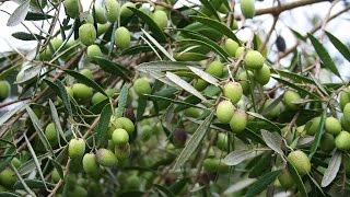 Growing the Table Olive Olea europaea [upl. by Wernda129]