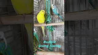 Happy Singing amp Eating Parakeet Budgies Birds shorts Reduce Stress of Lonely Quiet Birds [upl. by Arama695]