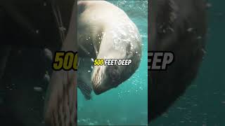 Facts About Seals For Kids  MindBlowing Facts About Seals shorts trending facts [upl. by Zwick]