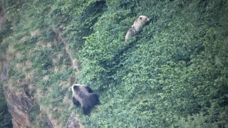 Accouplement dOurs dans les Pyrénées Françaises rencontre avec deux Ours adultes  2022 [upl. by Nylrats]