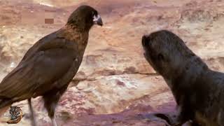 🦅 Striated Caracara The Killer Bird wildanimals wildlife caracara hindi [upl. by Anahgem]