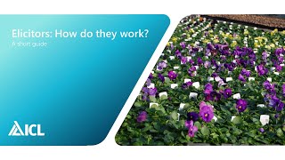 Elicitors How do they work  ICL Professional Horticulture [upl. by Nimajneb450]