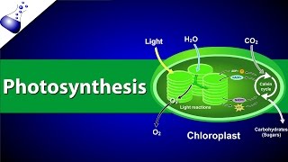 Photosynthesis [upl. by Lyndon903]