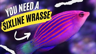 Six Line Wrasse is Easily The BEST Fish for Aquarium Pest Control [upl. by Bibeau]