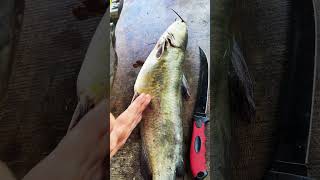 Top 5 Wade Fishing Techniques fishing catchfish fish shorts cooking food fishingtours fyp [upl. by Noryak369]