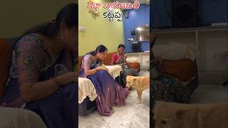 మా బాహుబలి కట్టప్పdoglover viralvideo trendingshorts funny dogslife viralvideos [upl. by Adlen]