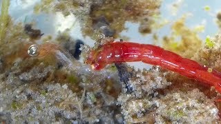 Midge Larva feeding on another Midge larva Chironomidae  Bloodworms [upl. by Ahsoyem]