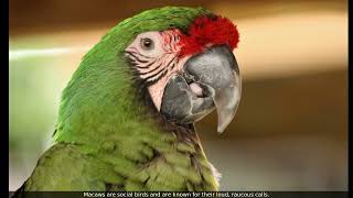 learn 10 facts about Macaws [upl. by Ariik]