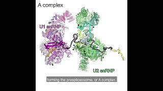 RNA Splicing by the Spliceosome Supplemental Video 2  Assembly of the A complex [upl. by Eldoria]