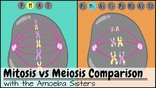 Mitosis vs Meiosis Side by Side Comparison [upl. by Gemini790]