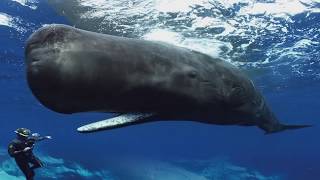 Sperm Whales Clicking You Inside Out — James Nestor at The Interval [upl. by Alcus]