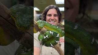 Green Tree Python Up Close and Personal🤩 [upl. by Noryd]