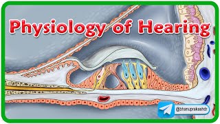 Physiology Of Hearing Animation👂Understanding the Sound Journey 🎶 [upl. by Nioe]